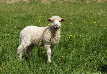 Obraz premium Sheep standing in the fields - God's lamb