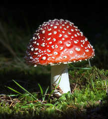 Young fly agaric fruit body