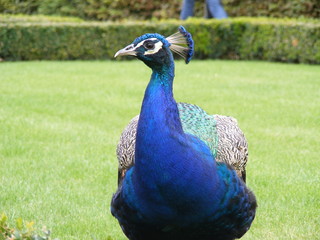 The peacock