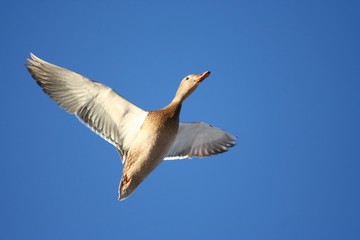 Soaring, female mallard