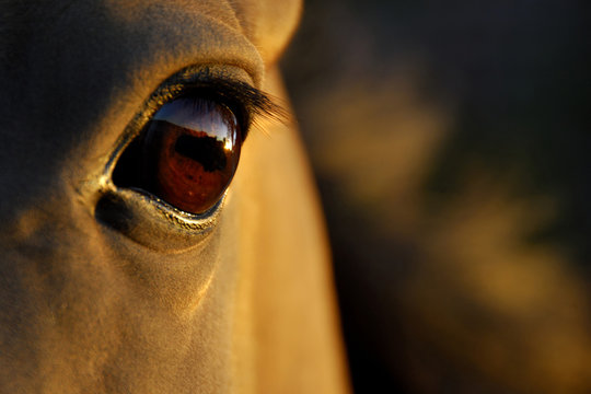 horse's eye at sunset