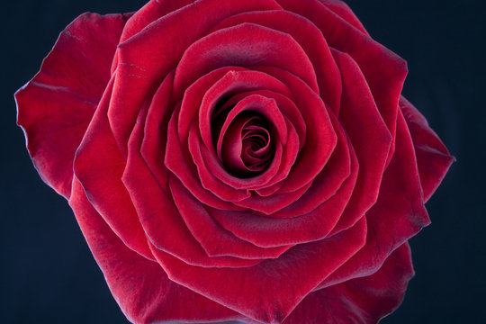 Beautiful close-up of a single red rose blossom