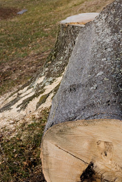 Tree Log And Stump With Sawdust
