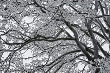 Branches of tree coated by hoar-frost I.