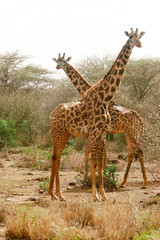 coupole of giraffe