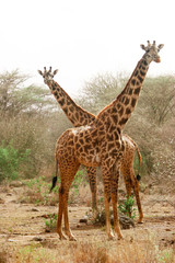 Obraz premium couple of giraffe on the guard