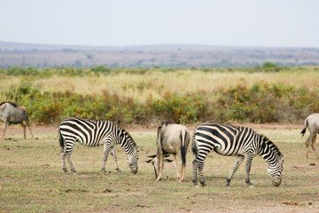 Fototapeta na wymiar zebras grazing