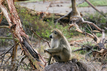 amboseli monkey