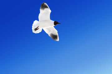 Seagull