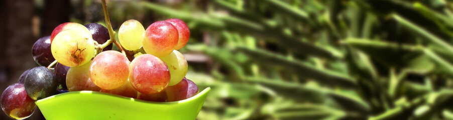 grapes and green background