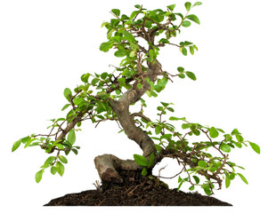 Bonsai tree isolated on white background