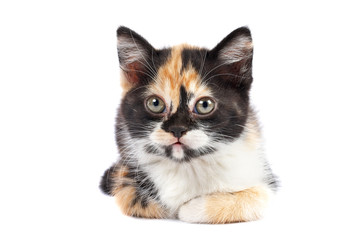 A kitten sits on a white background