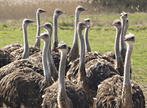 Group of ostrichs