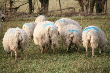 Sheep tails!
