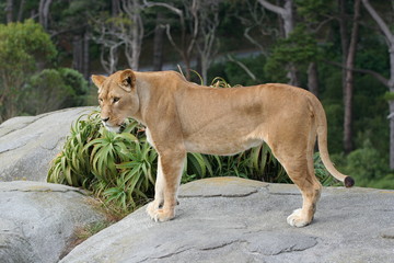 Lion Female Portrait