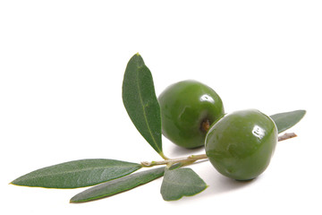 olive 122