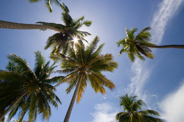 Fototapeta na wymiar Tropical Palm Trees