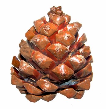 Pinienzapfen