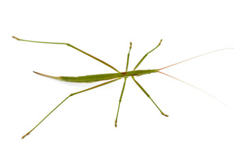 Grasshopper
