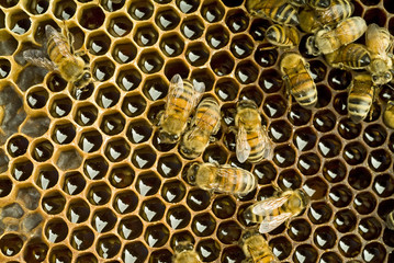 Bees inside a beehive