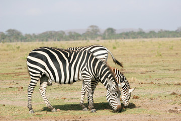 Fototapeta na wymiar zebras grazing in the park