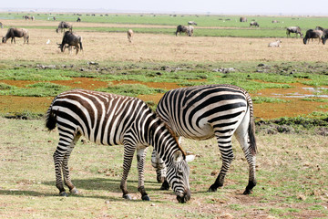 Fototapeta na wymiar zebras grazing