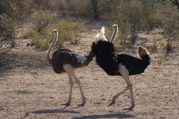 Deurstickers Male ostrich trying to court a female © Chris Fourie