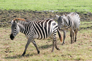 Fototapeta na wymiar zebra in the graze