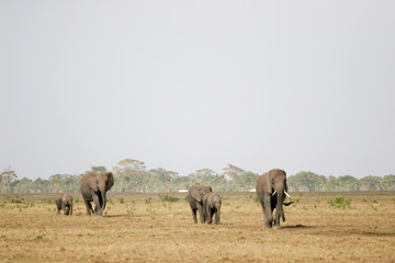 Fototapeta premium elephant on the walk