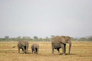 Fototapeta na wymiar elephant on the walk