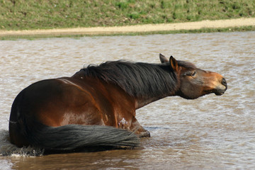 L'heure du bain