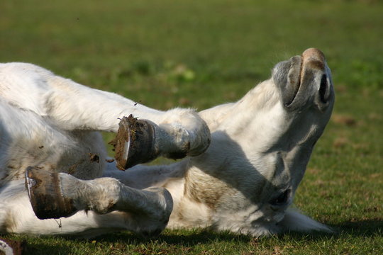 Roulade