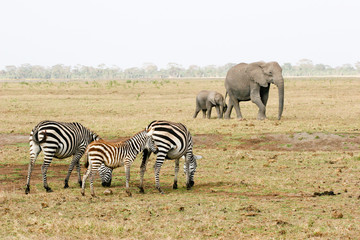 Fototapeta na wymiar zebra in the amboseli park