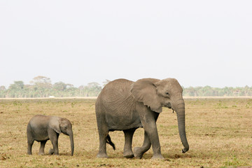 Fototapeta na wymiar elephant and son