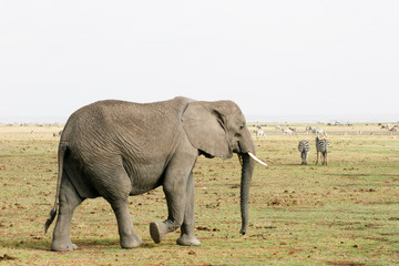 elephant on the walk