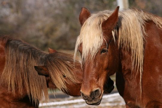C&acirc;lin entre copains