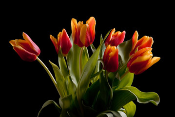 Tulips isolated on black background