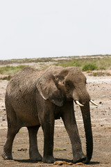 elephant in the amboseli reserve