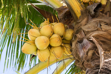 yellow coconuts in a bunch growing on palm treeon
