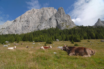 Fototapeta na wymiar Alpine Pastureland