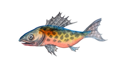 Color fish on white background