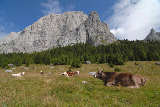 Alpine Pastureland
