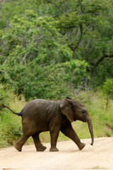 Fototapeta premium African Elephants