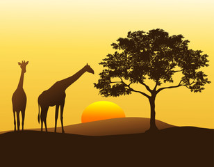 A pair of giraffes silhouetted against the sunset in Africa - obrazy, fototapety, plakaty