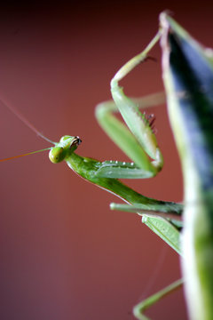 Praymantis