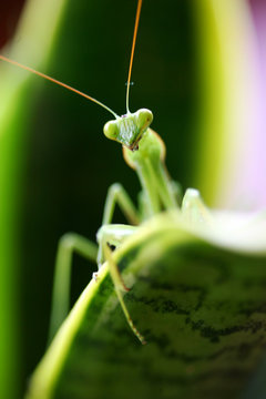 Praying Mantis
