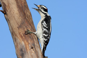 Downy Woodpecker Coughing