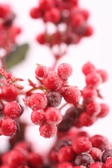 red frosted berries