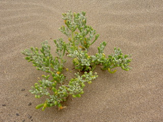 Pflanze am Strand in Puerto del Carmen - Lanzarote