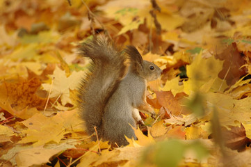 squirrel